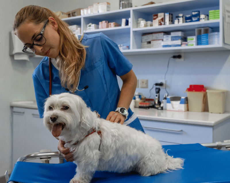 A woman in a blue uniform is assessing a white dog