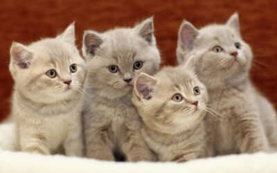 Tips for Kitten Socialization