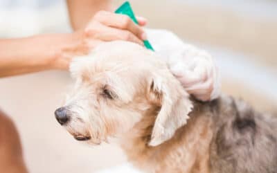 The Importance of Preventing Fleas and Ticks in Pets