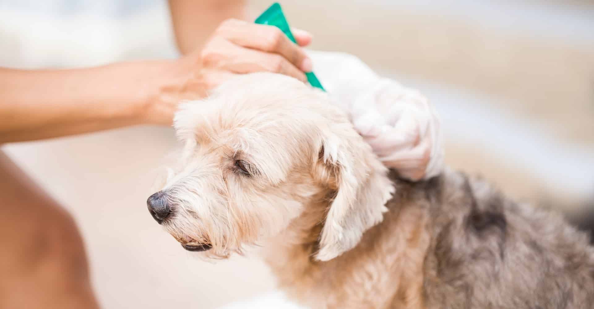Preventing Fleas and Ticks applying on a dog