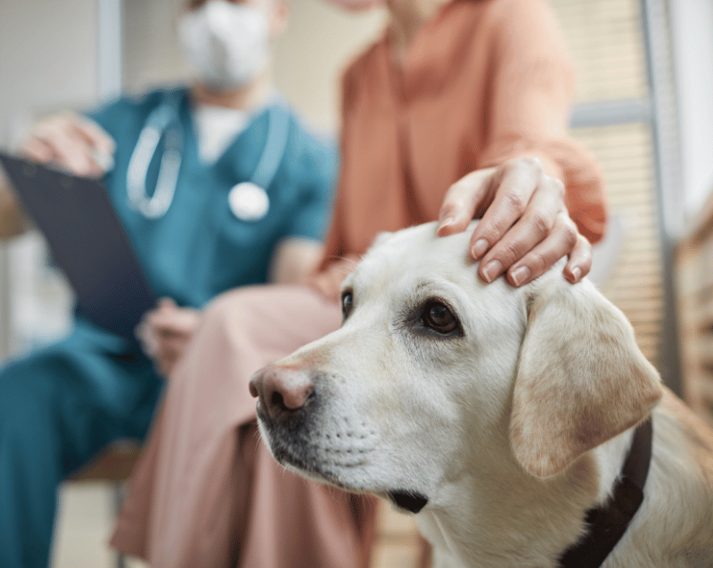 Woman gently pets dog while veterinarian consults with clipboard