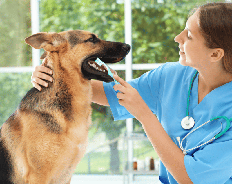 A woman gently brushes a dog's teeth