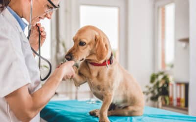 What to Expect from a Fear-Free Veterinary Visit: From Home to Appointment