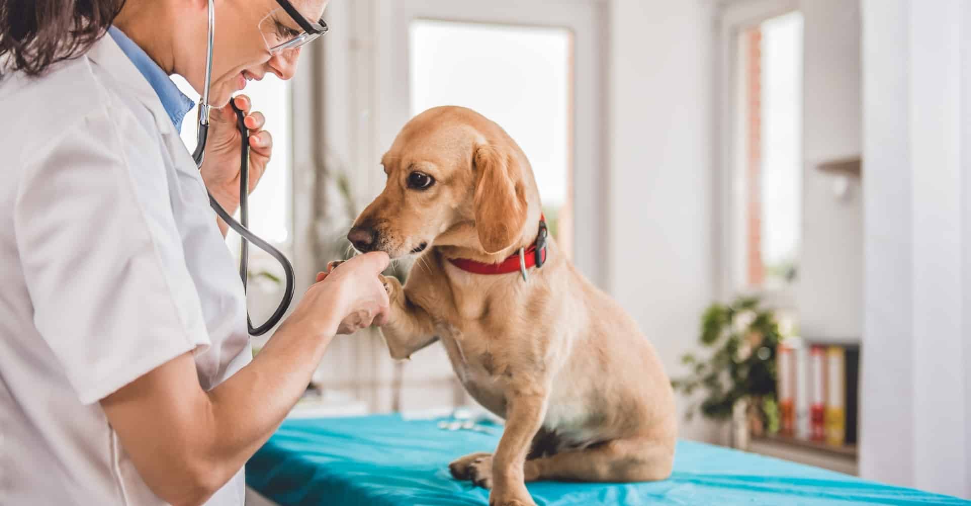 dog being gently examined by a veterinarian