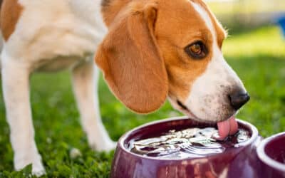 Leptospirosis in Dogs: What You Need to Know