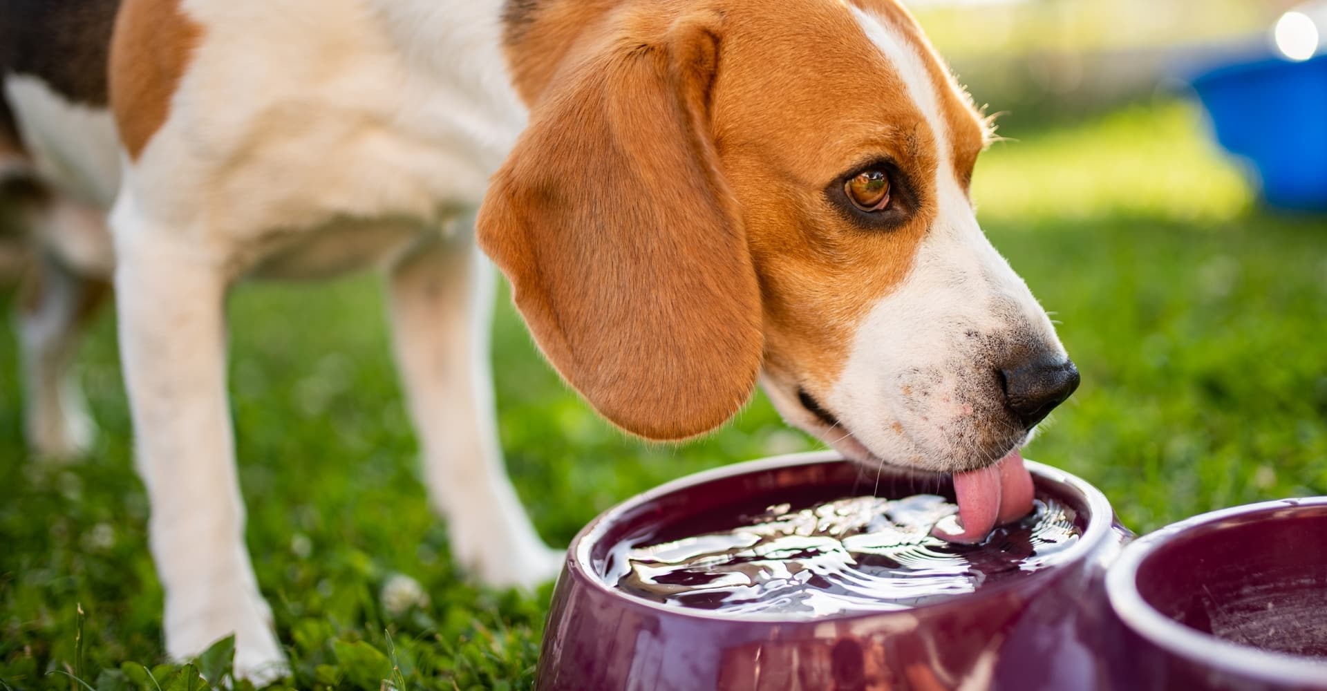 dog drinking from a clean water bowl