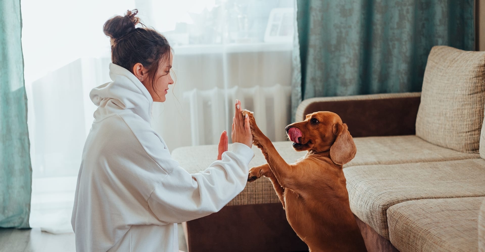 dog playing with owner at home