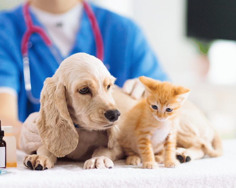 A puppy and a kitten sit on a table in front of a veterinarian