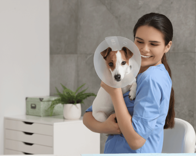 A woman in scrubs gently holds a dog wearing a protective cone