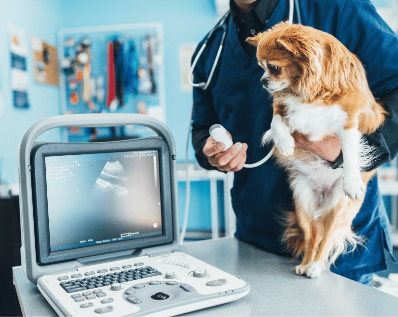 A veterinarian examines a dog using an ultrasound machine