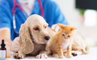 Vaccination Schedules: A Guide for Recommended Vaccinations for Dogs and Cats