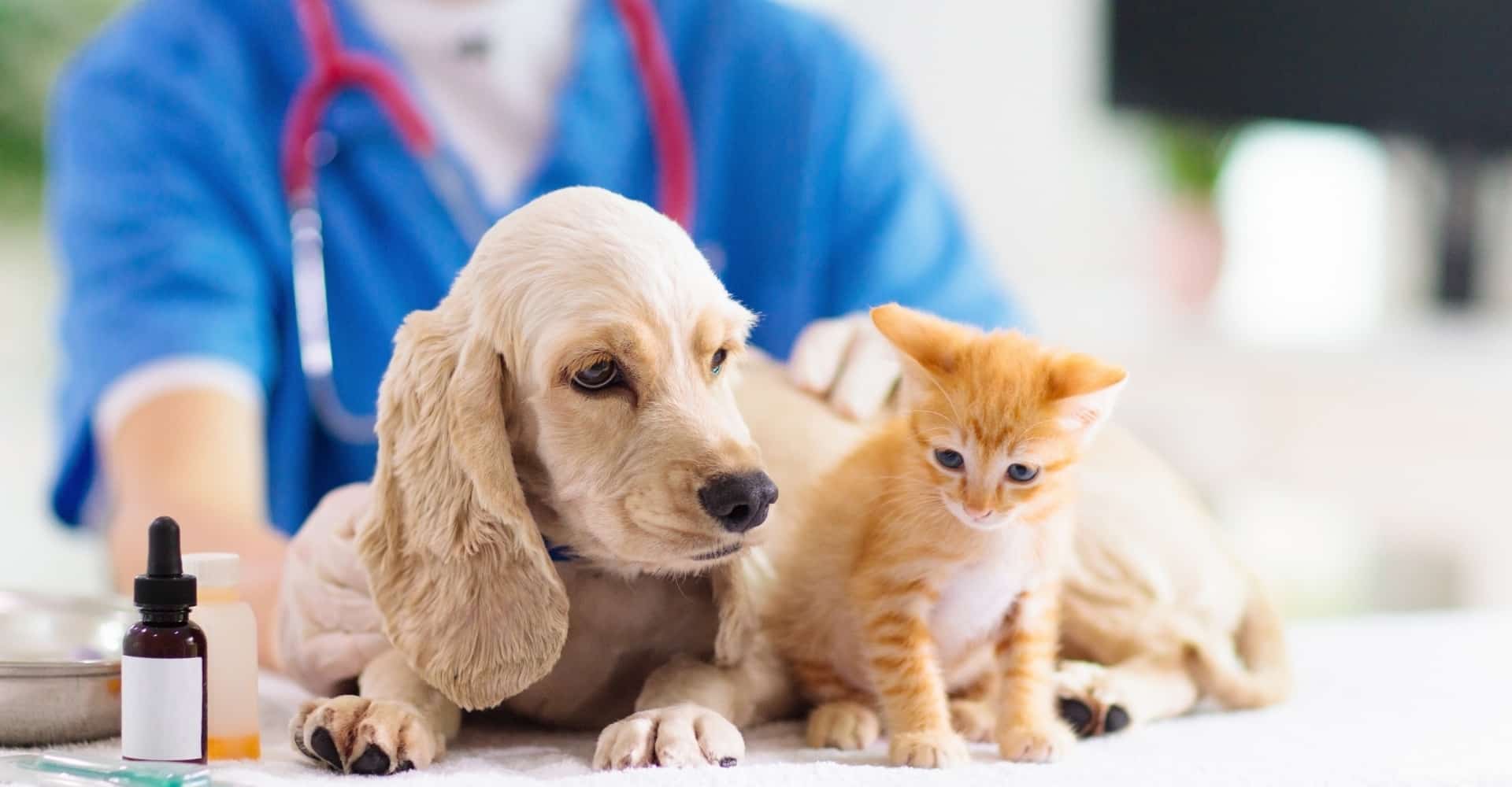 veterinarian gently examining a cheerful puppy and kitten