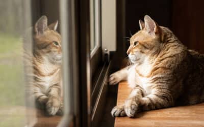 Summer Safety for Pets: How to Prevent Heat Stroke