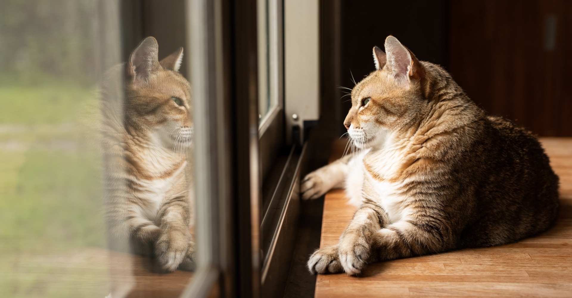 A cat lounging indoors near a window or AC.