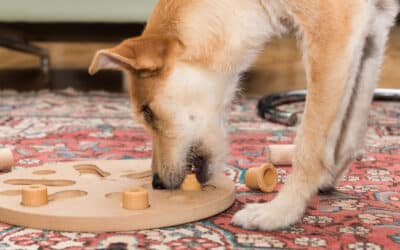 Summer Boredom Busters for Indoor Pets