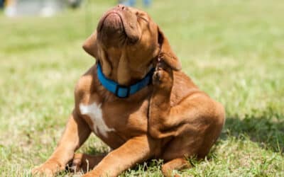 Recognizing Seasonal Allergies in Pets