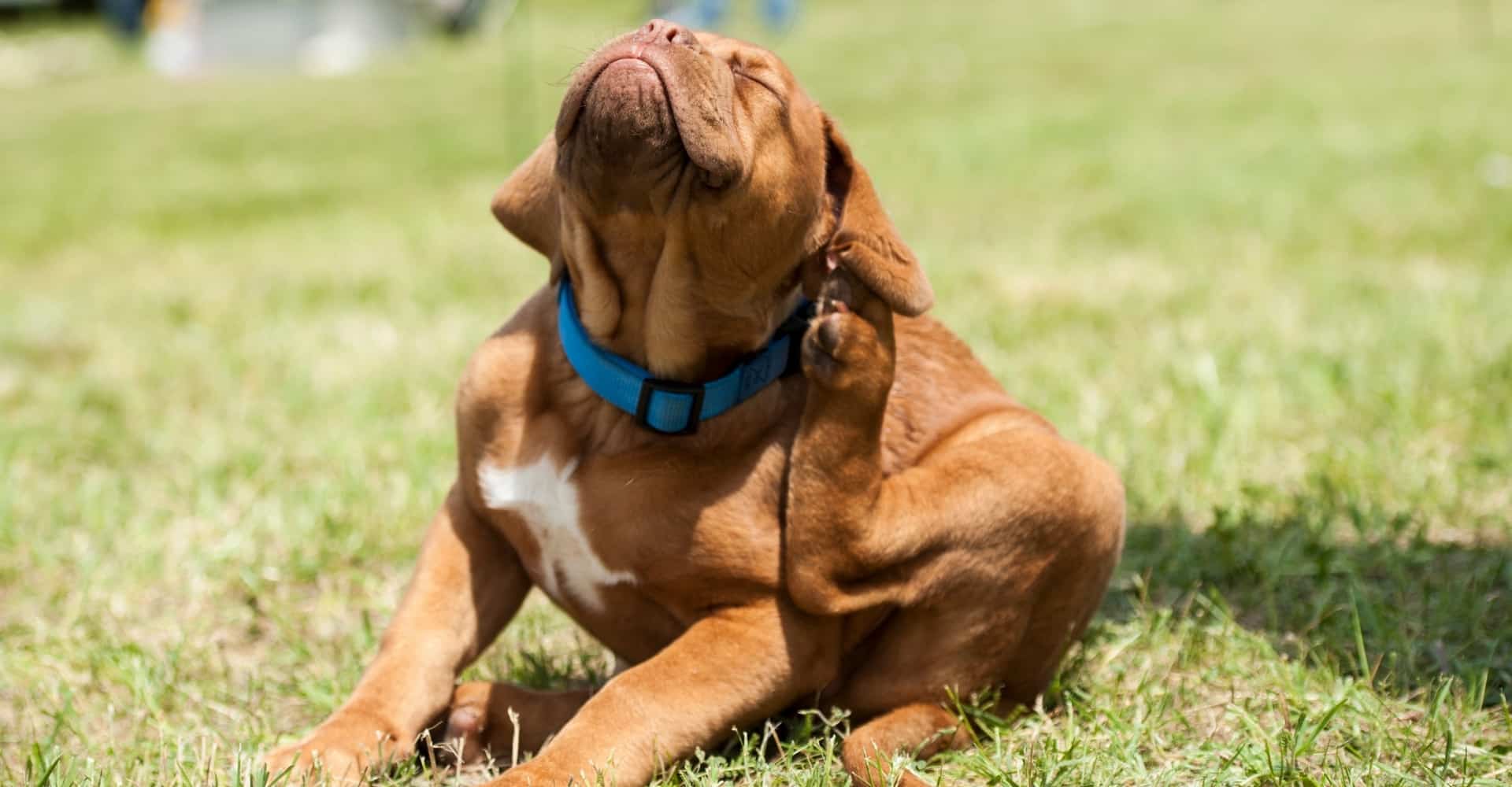 puppy trying to get rid off fleas
