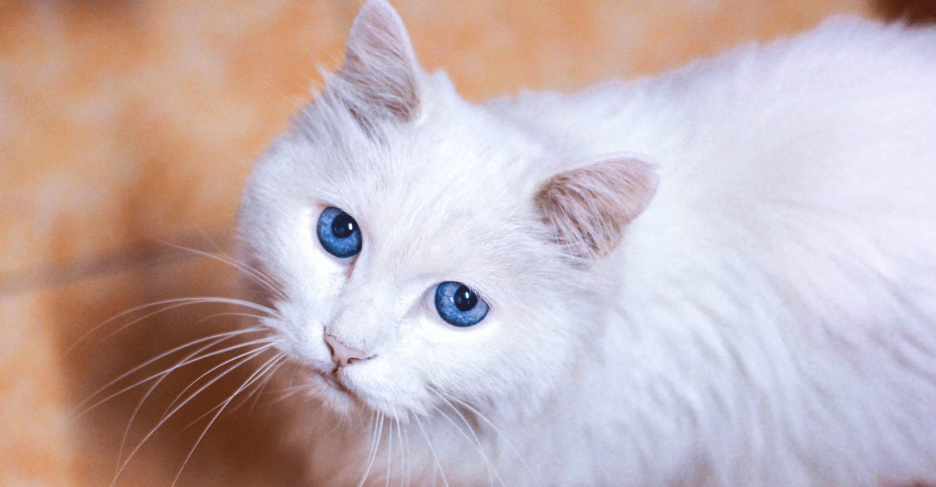 Common Pet Care Myths Debunked by a Veterinarian