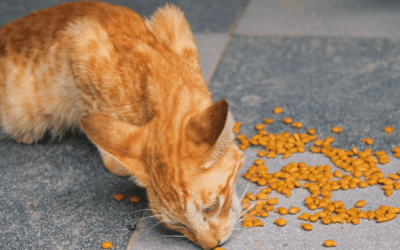How to Choose the Right Diet for Your Pet