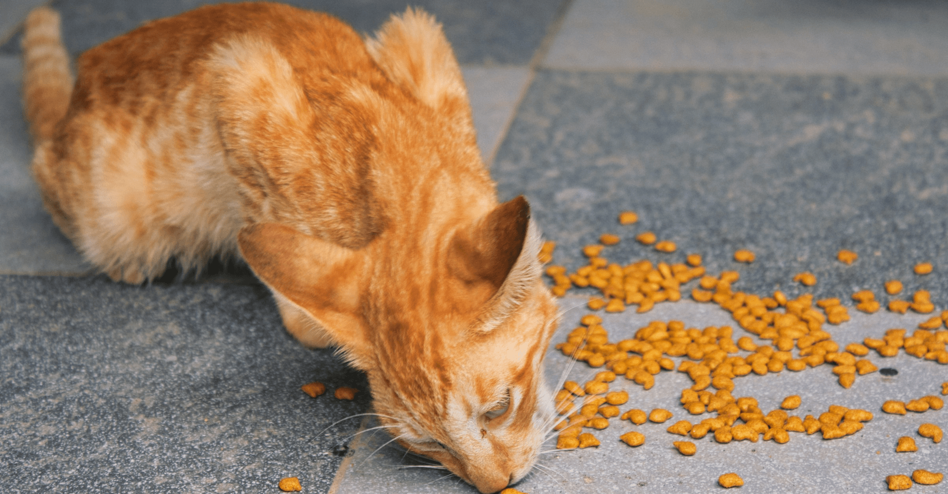 Pet eating his diet