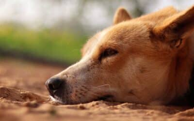Why Is My Dog Coughing? Kennel Cough and Canine Flu Season