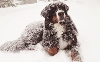Winter Allergies in Pets: Yep, They Still Happen