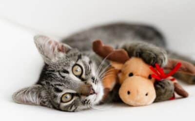 Holiday Vomiting & Diarrhea in Pets: What’s Normal… and What’s Not