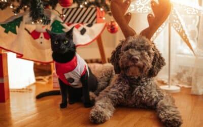 Holiday Pet Hazards: Foods, Plants, and Decorations to Avoid