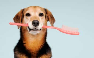 Why Dentistry Matters for Pets: More Than Just Fresh Breath