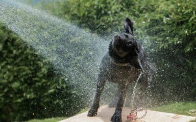Summer Heat Risks for Pets in Charlotte NC: How to Keep Dogs and Cats Safe