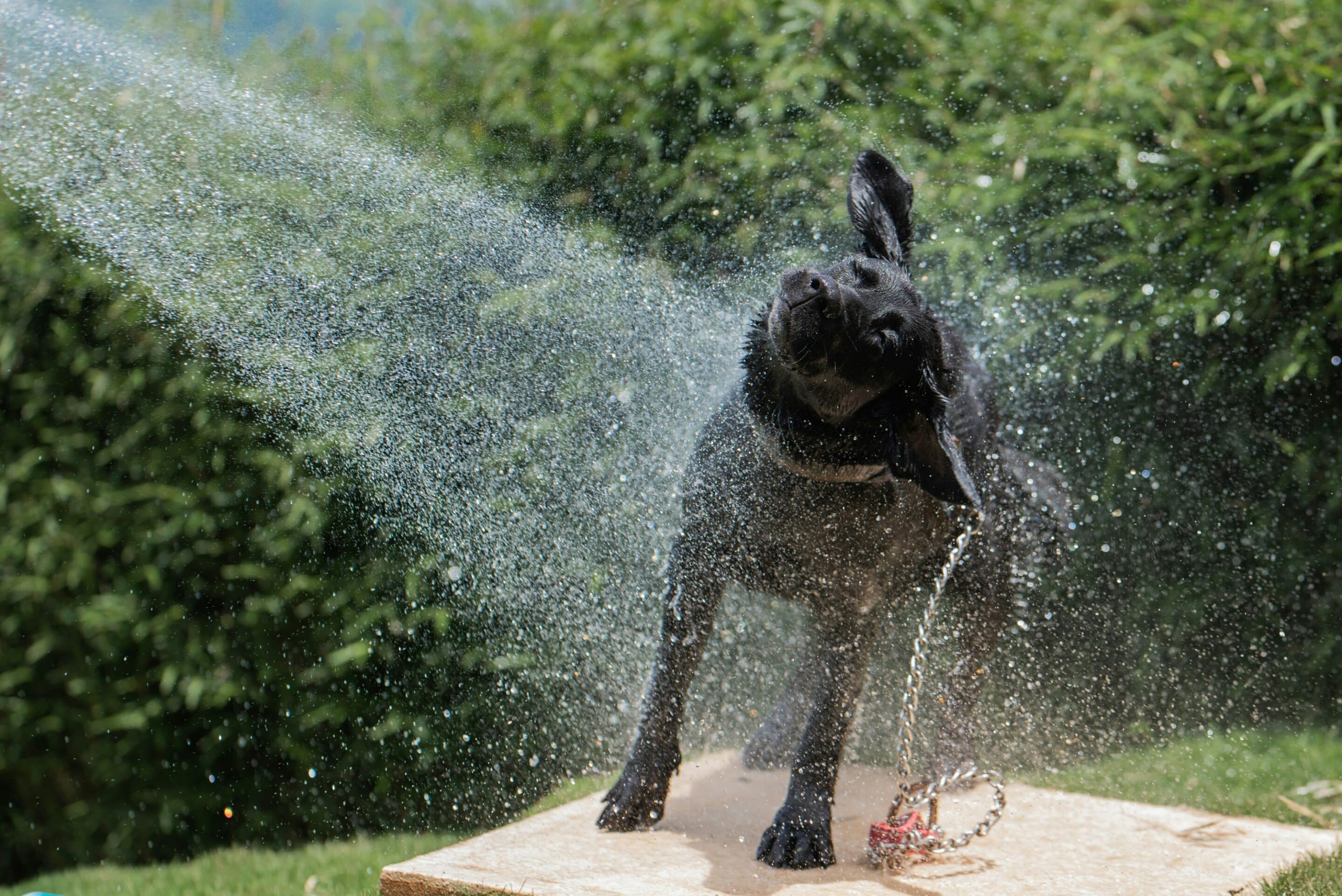 A dog shaking off water in the summer