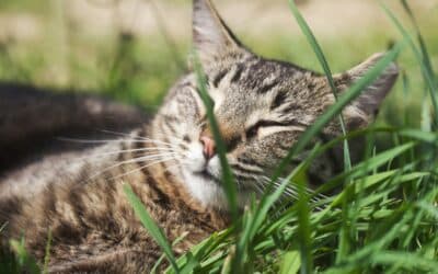 Flea and Tick Prevention in Charlotte NC: Protecting Your Dog or Cat This Spring