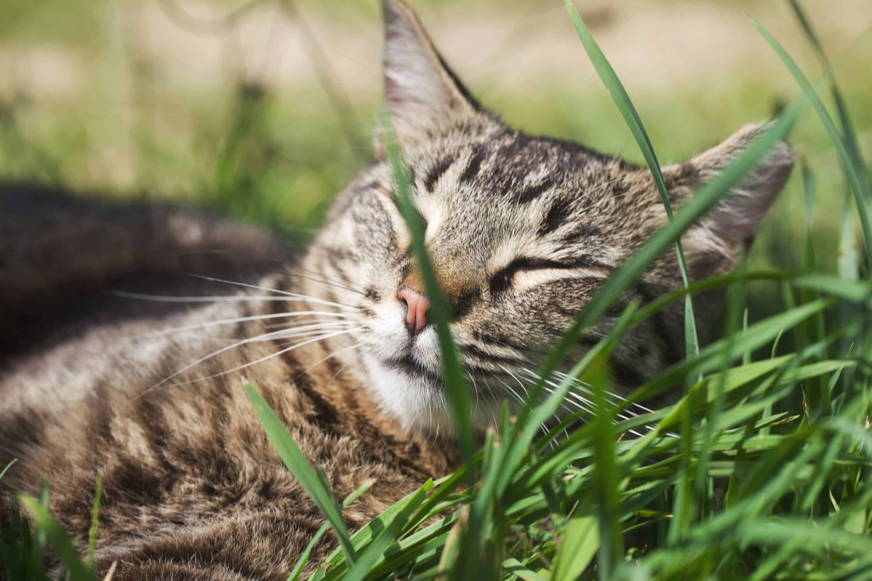 A cat lying in grass that might have ticks