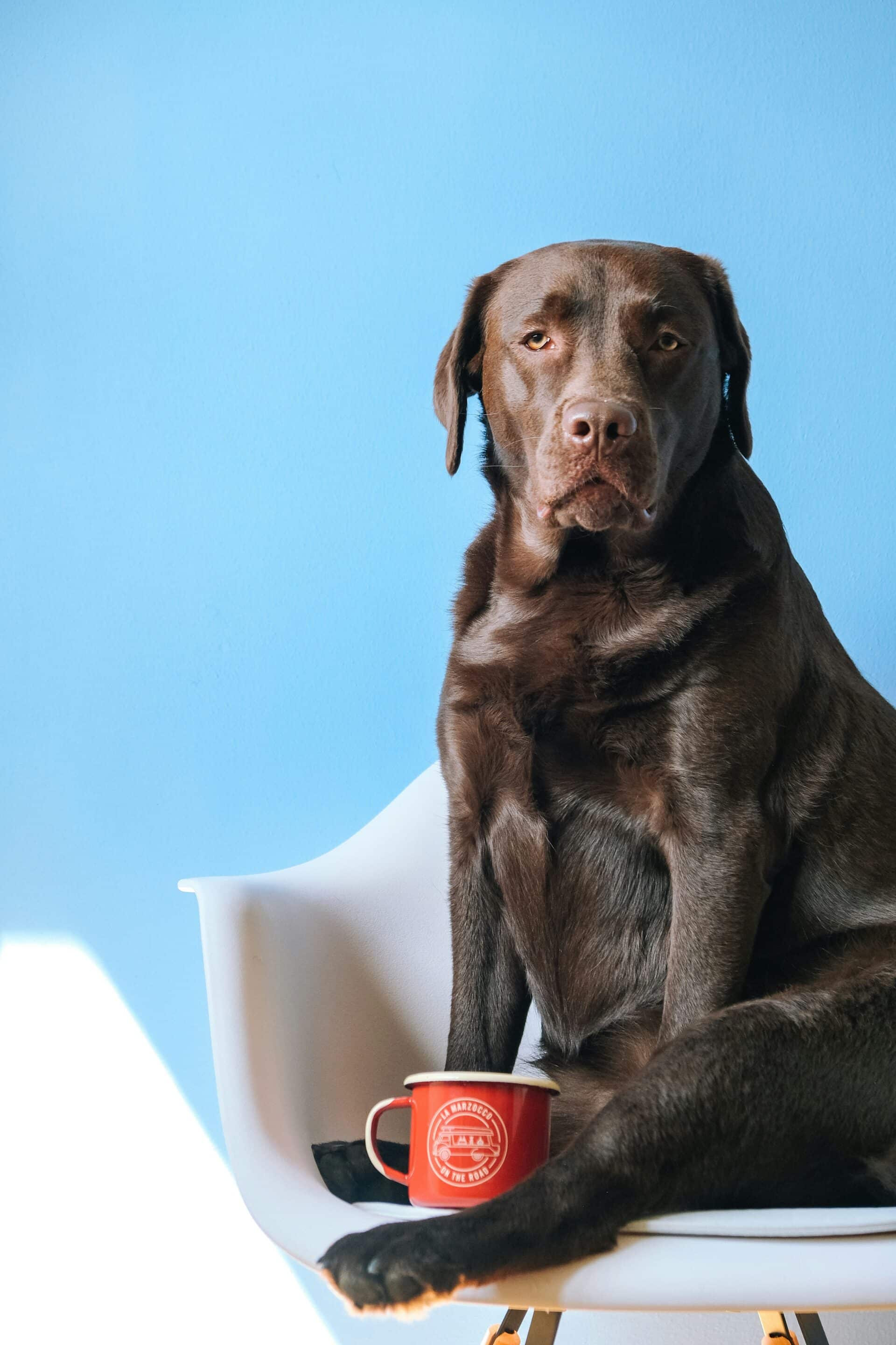 A dog that needs to lose weight