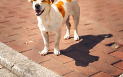 Protecting Your Dog’s Paws from Hot Pavement in Charlotte NC