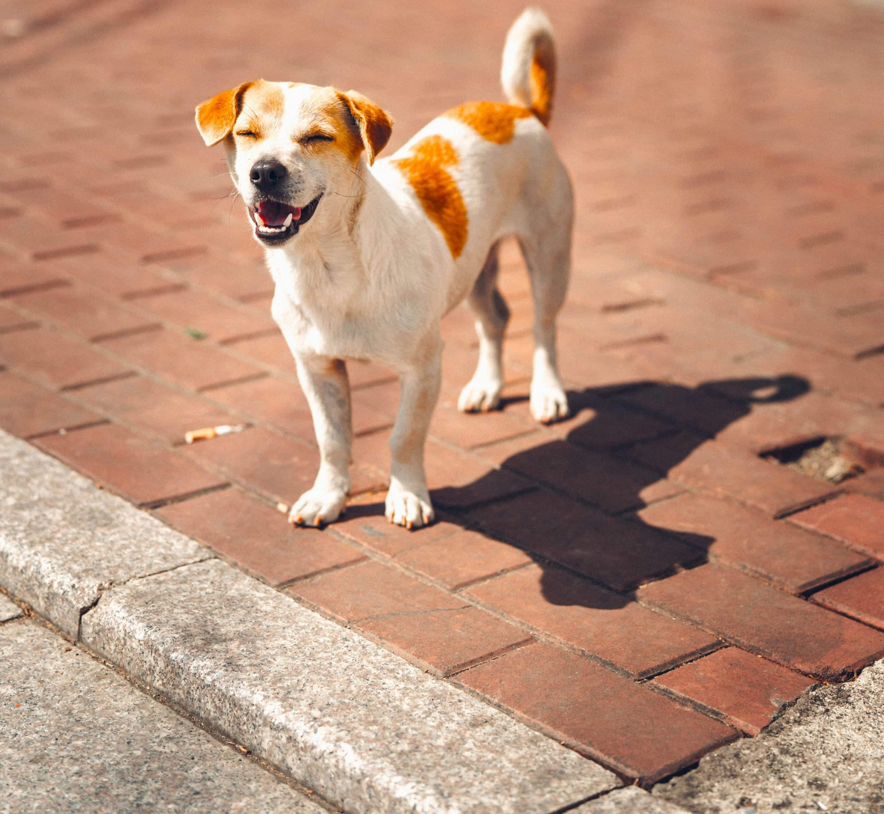 A hot dog in the summer